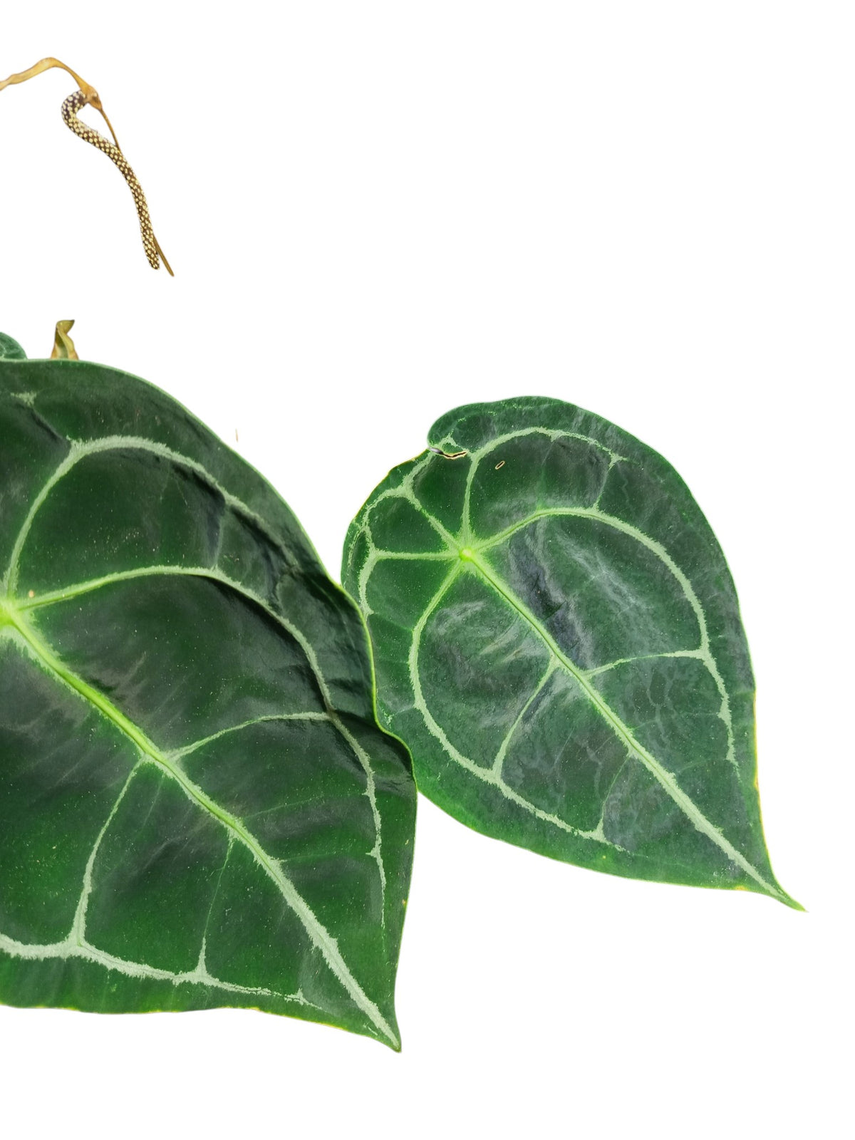 Anthurium Dark Forgetii