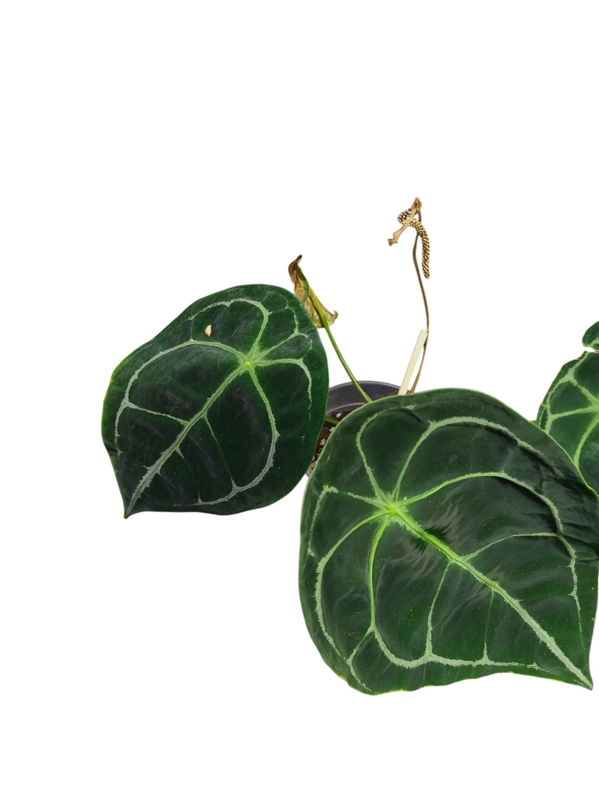Anthurium Dark Forgetii