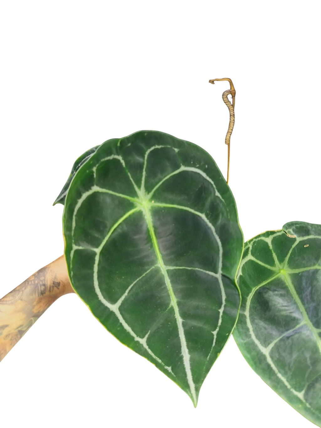 Anthurium Dark Forgetii