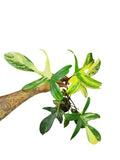 Philodendron Florida Beauty
