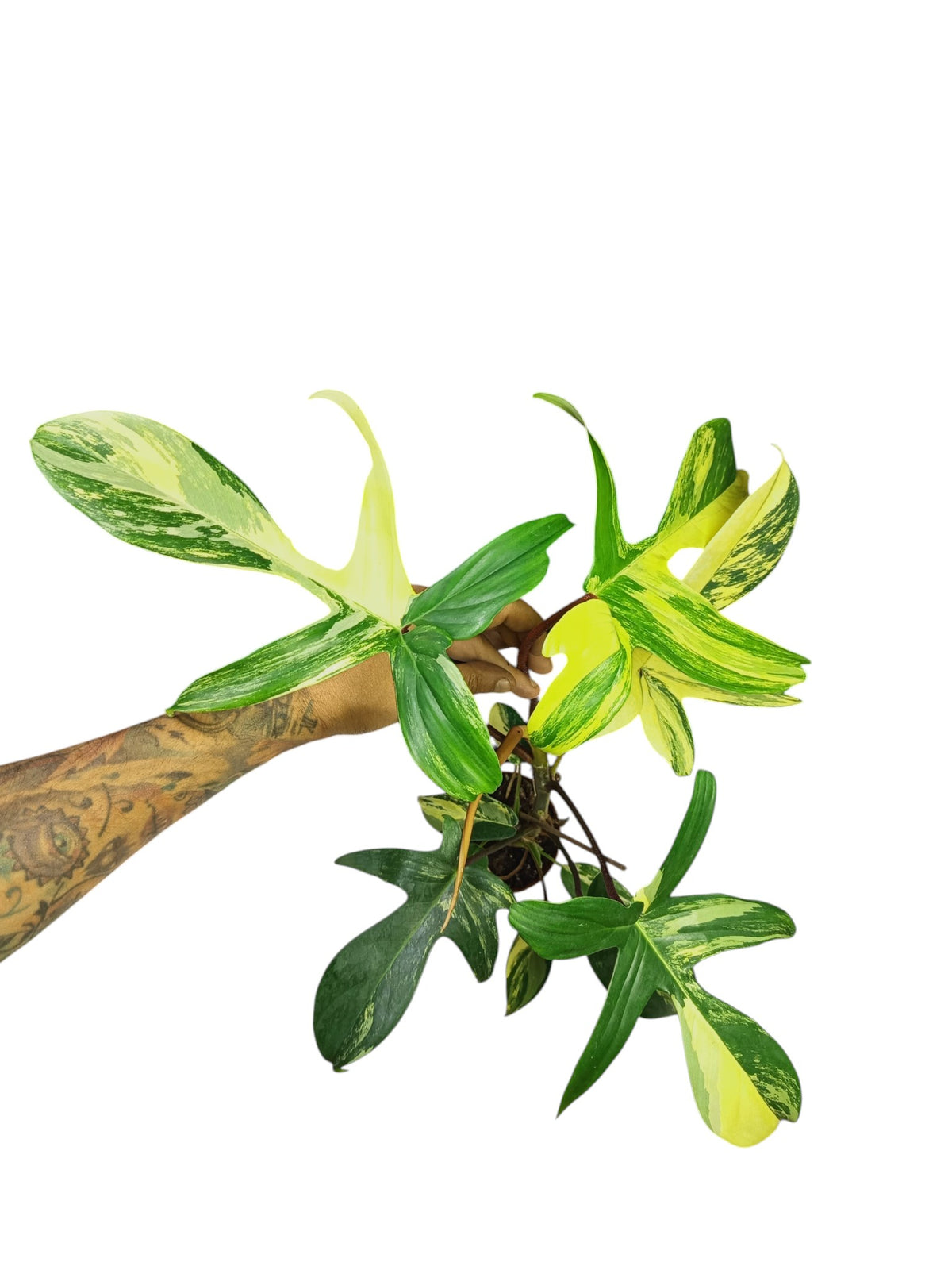 Philodendron Florida Beauty