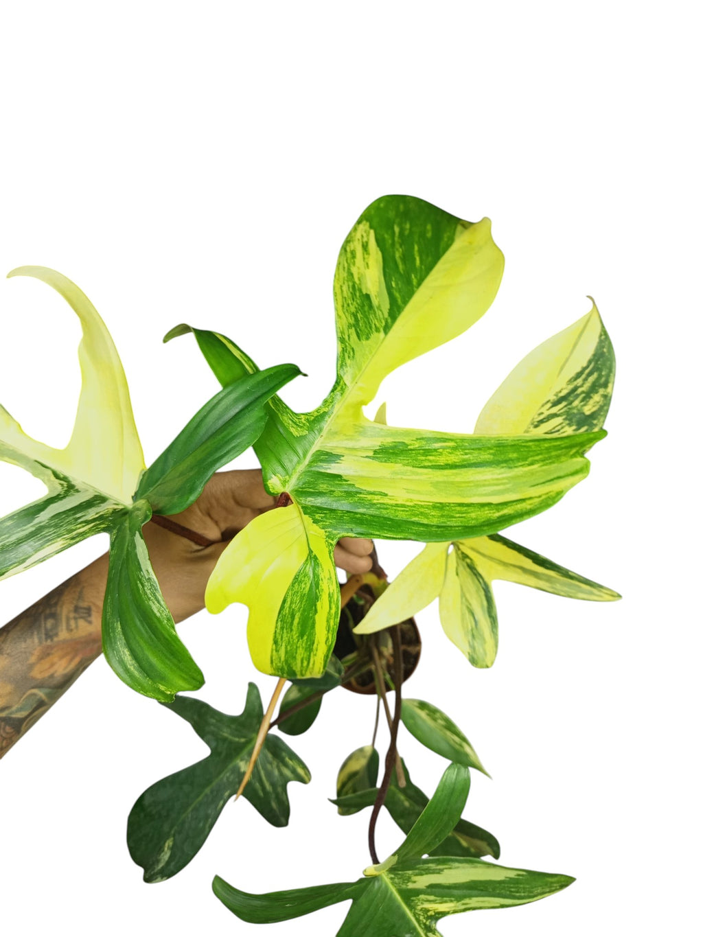 Philodendron Florida Beauty