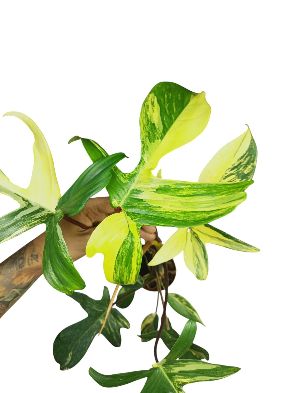 Philodendron Florida Beauty