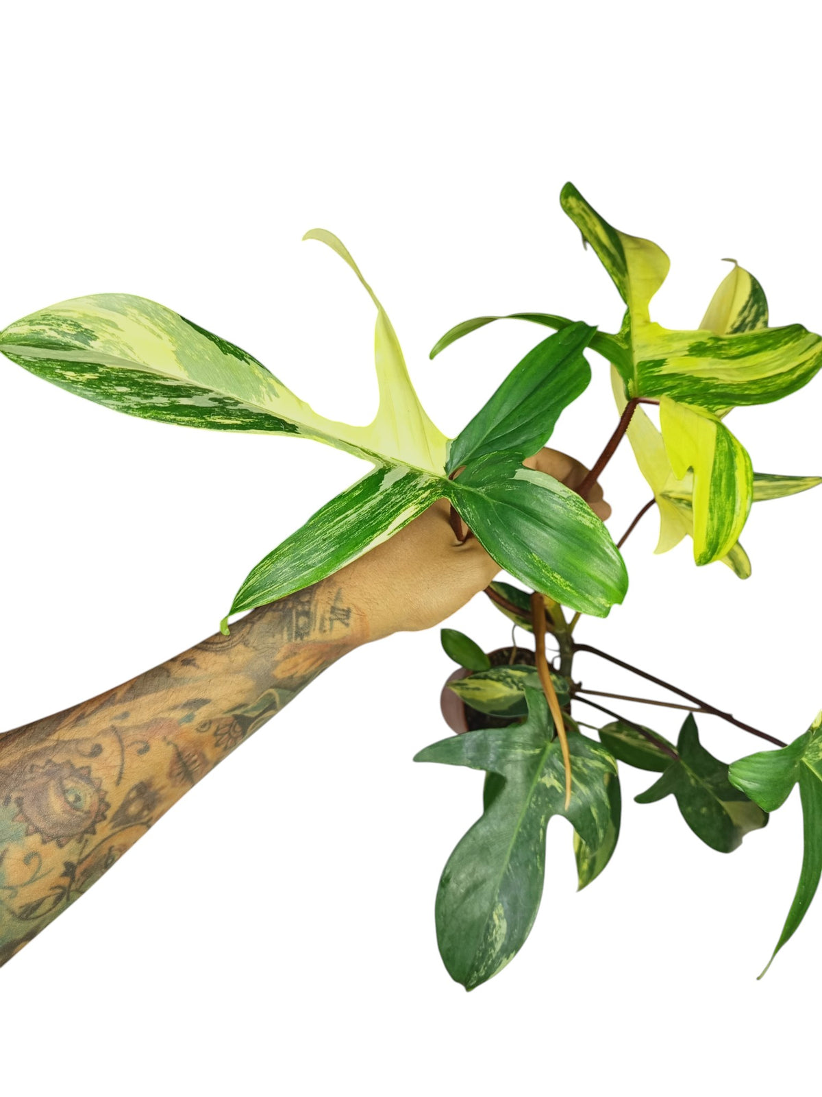 Philodendron Florida Beauty