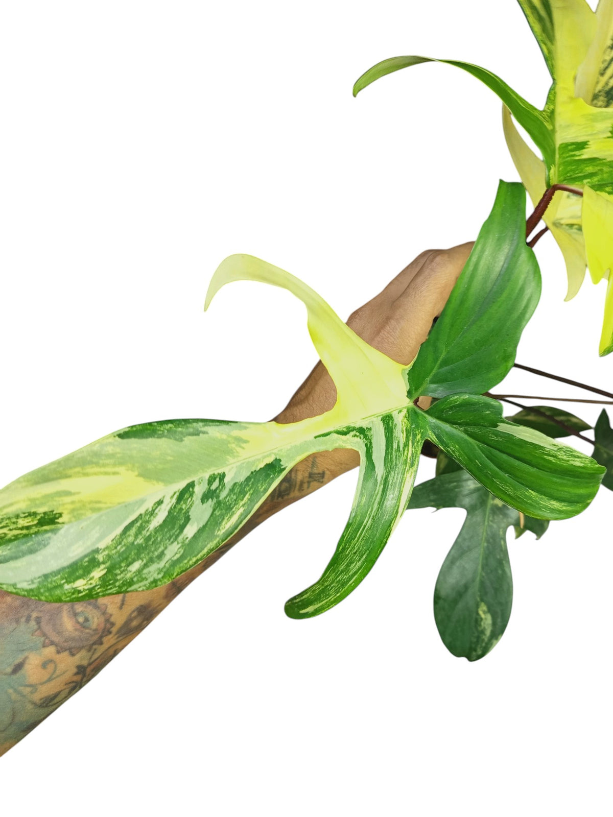 Philodendron Florida Beauty