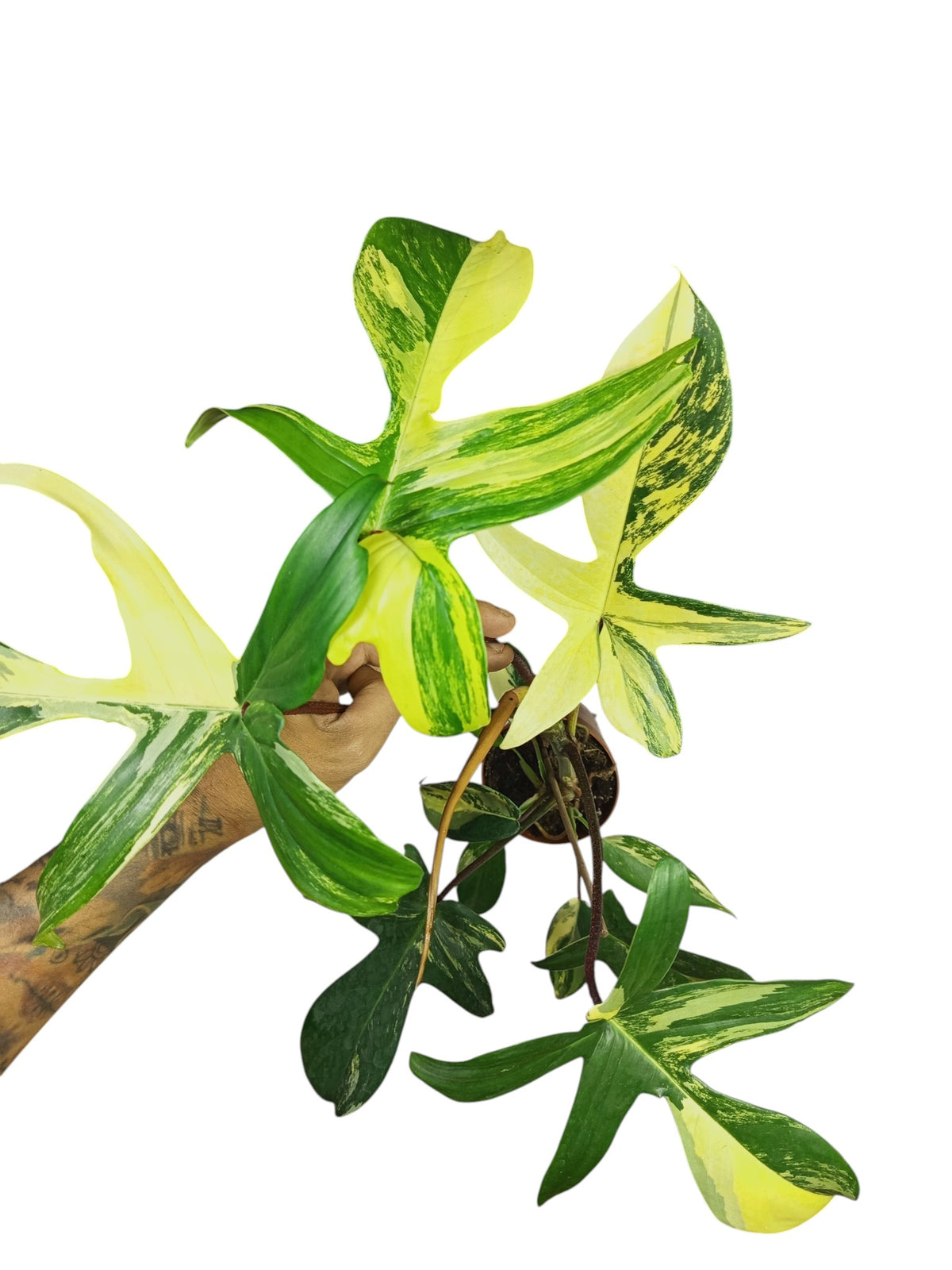 Philodendron Florida Beauty