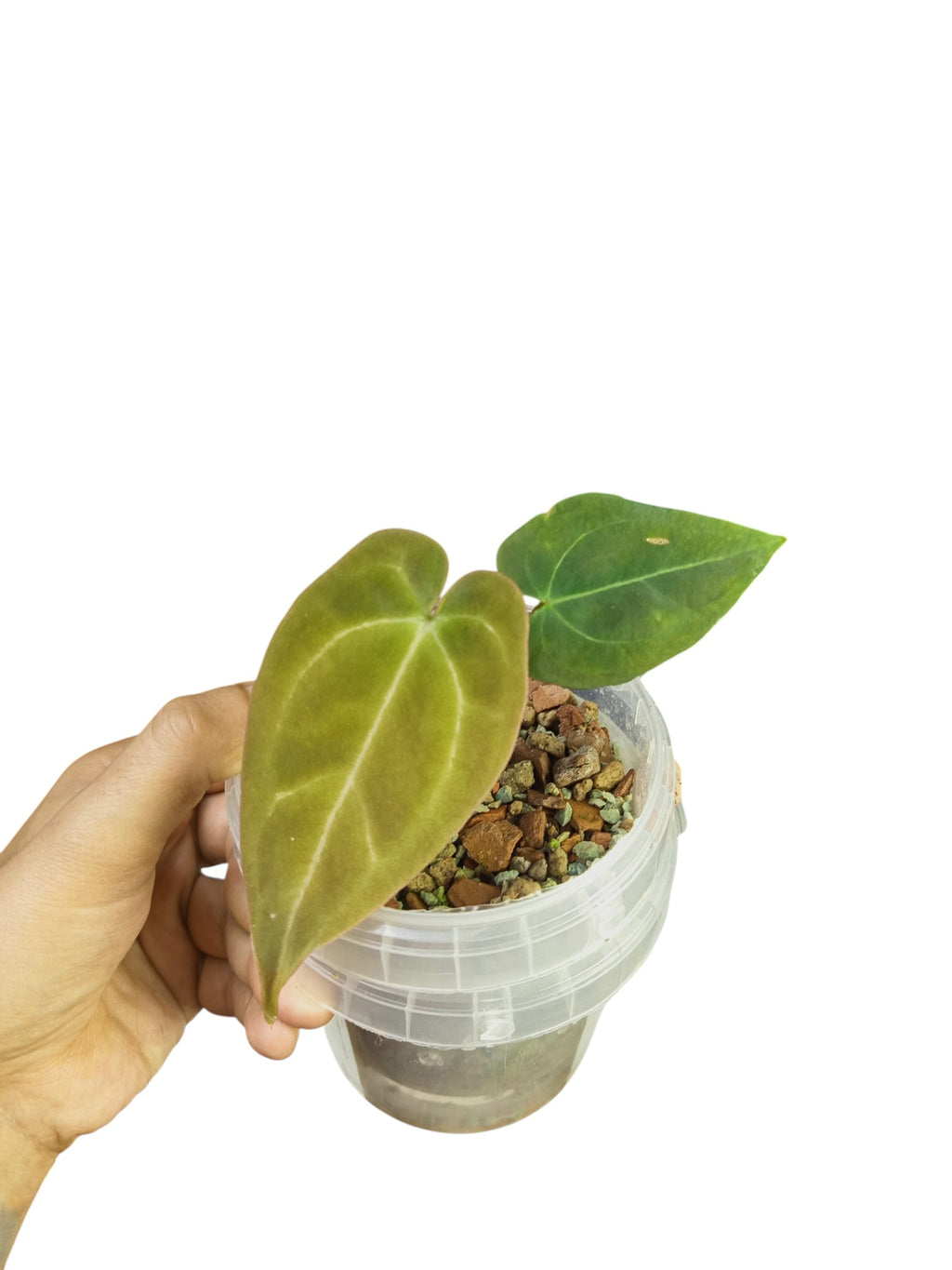 Anthurium 'Azure Drake' × Papillilaminum 'Marie'