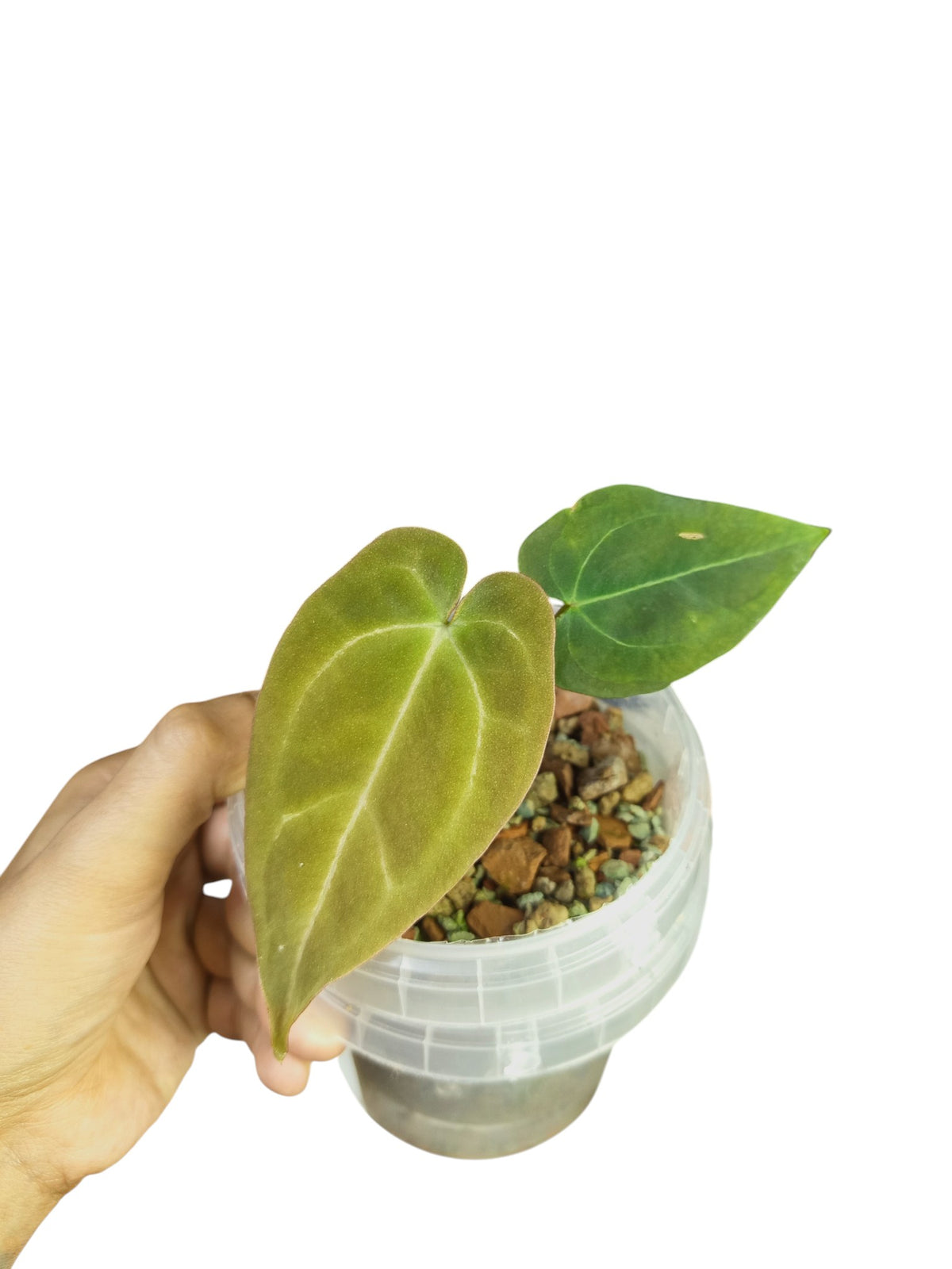 Anthurium 'Azure Drake' × Papillilaminum 'Marie'