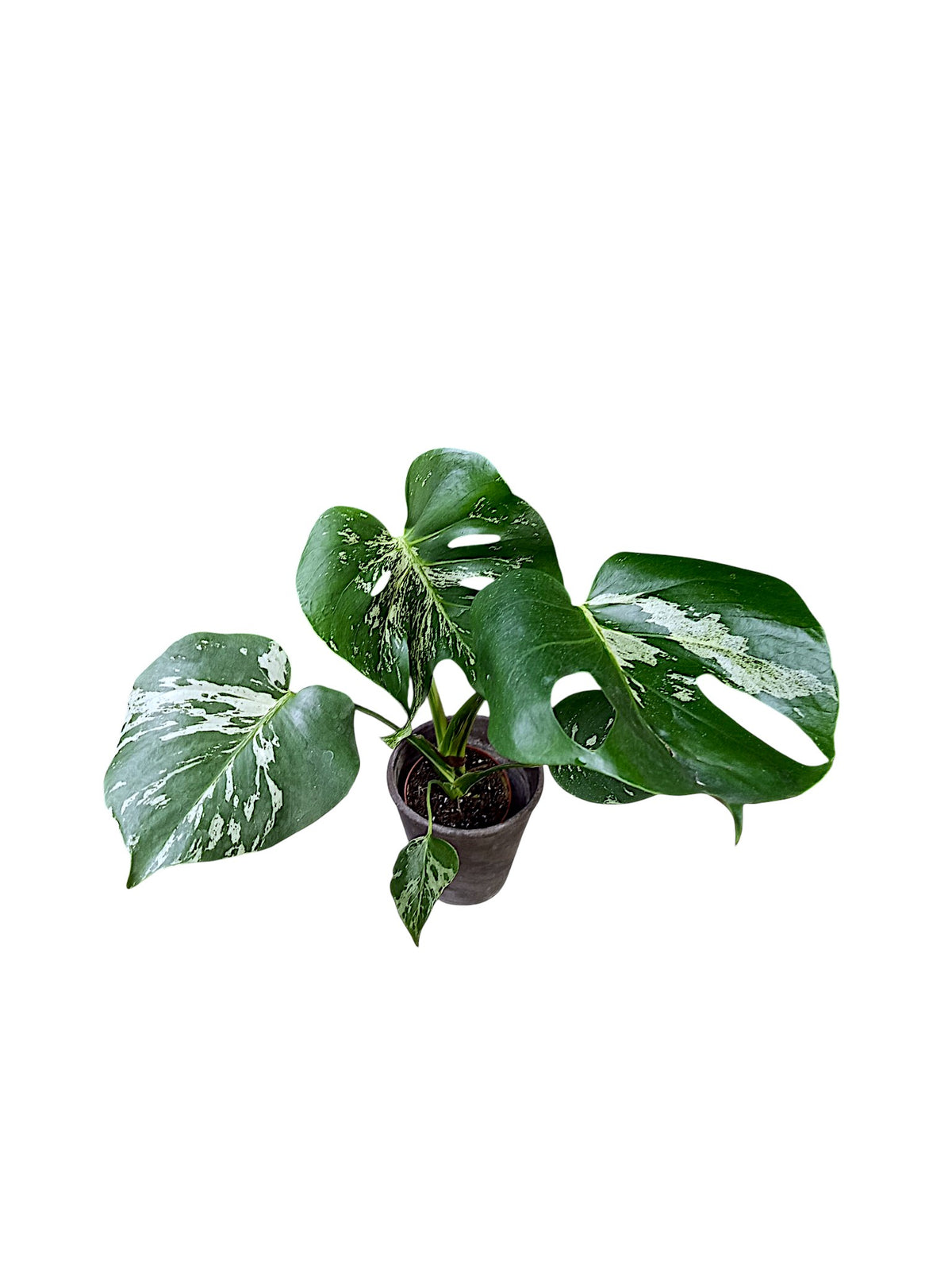 Monstera Bulbasaur Variegated