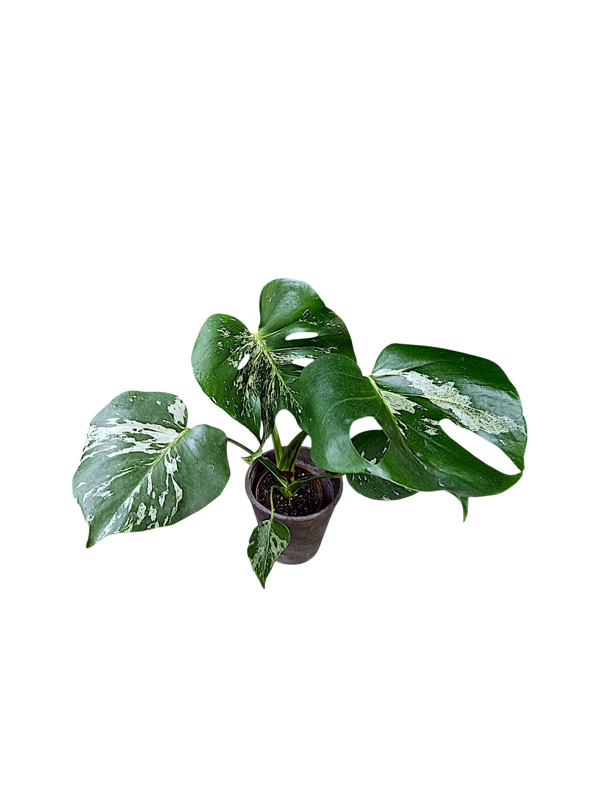 Monstera Bulbasaur Variegated