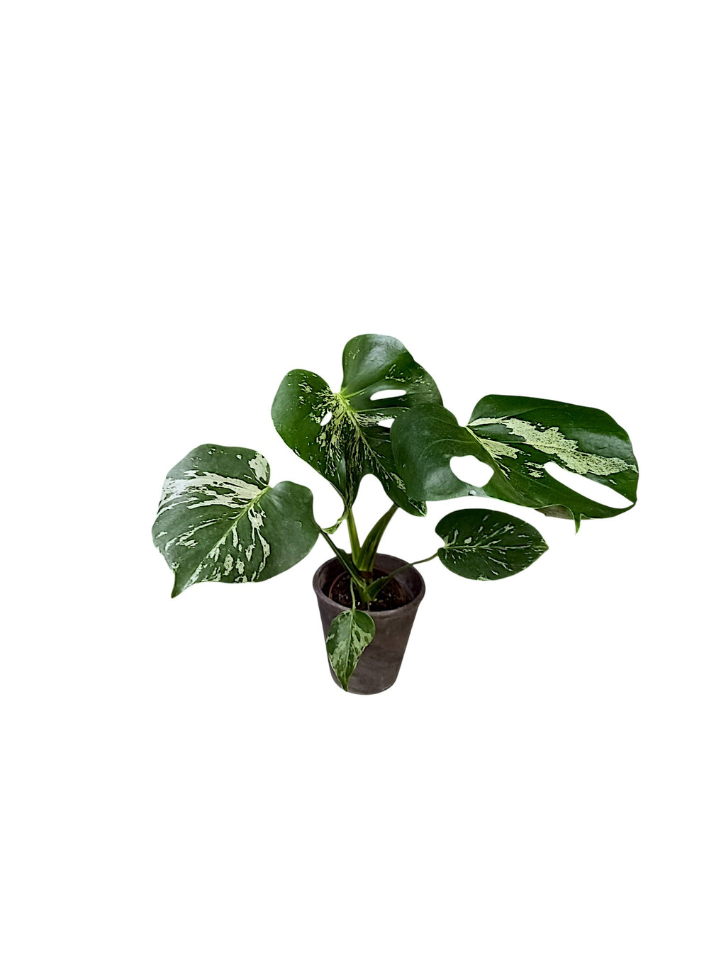 Monstera Bulbasaur Variegated