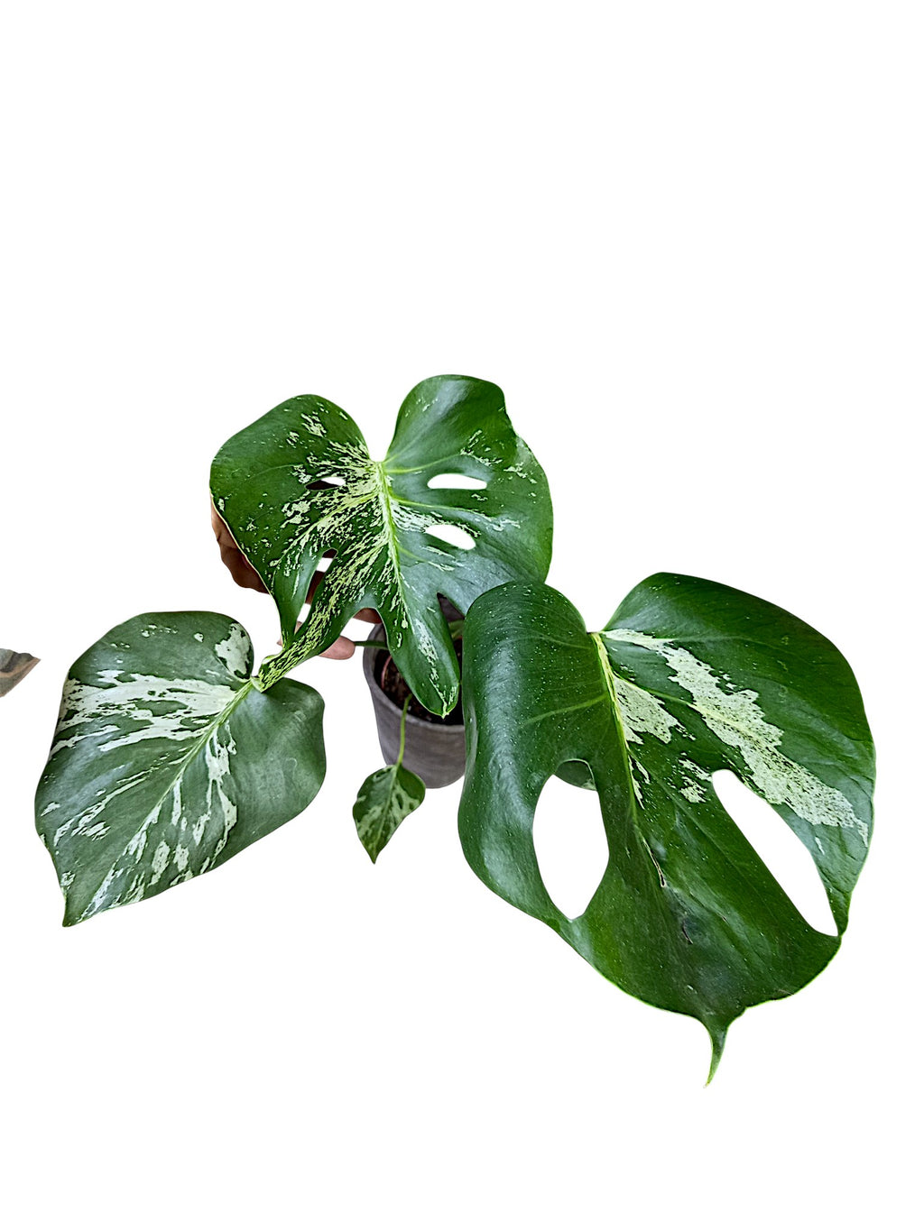 Monstera Bulbasaur Variegated
