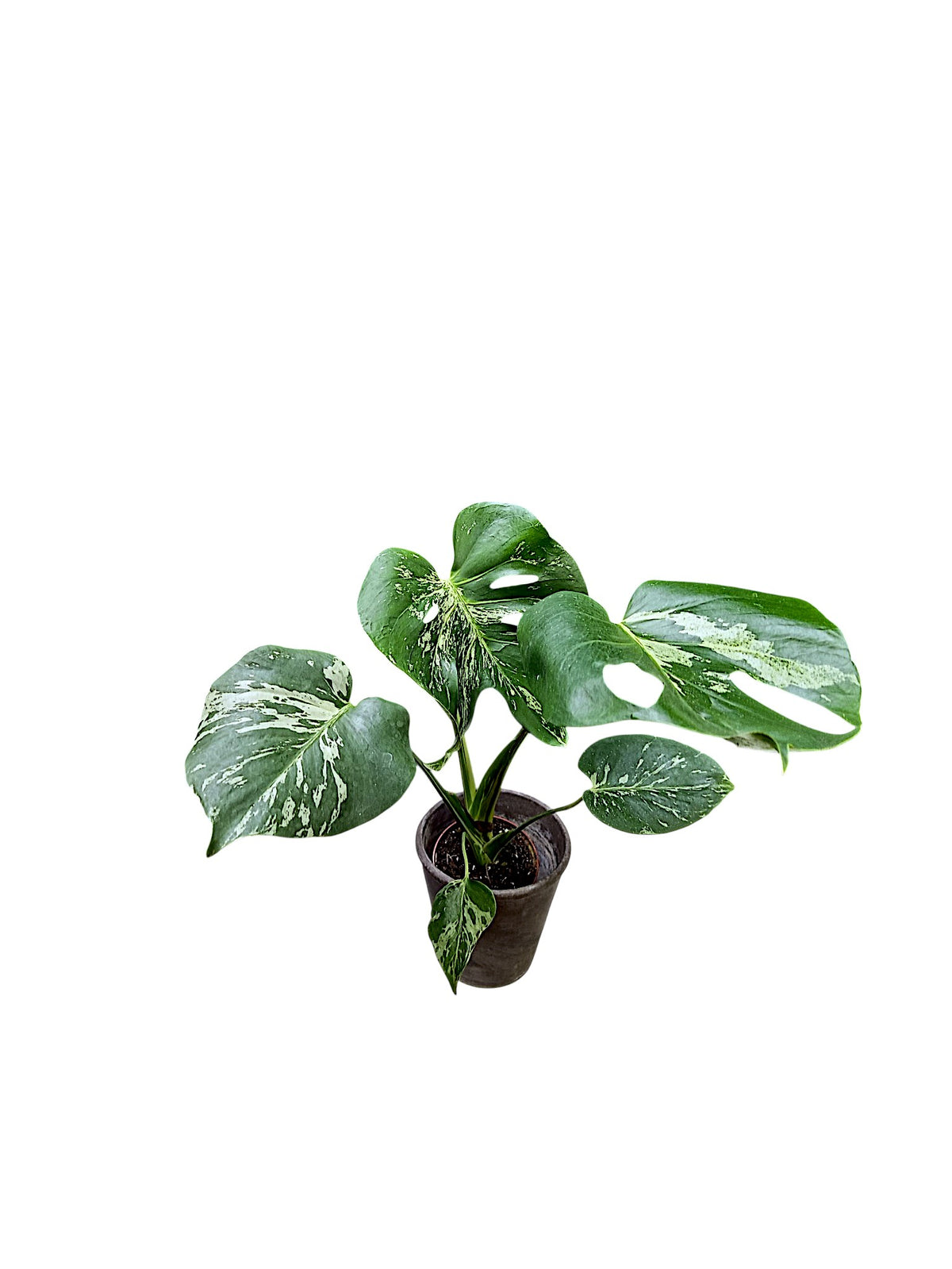 Monstera Bulbasaur Variegated