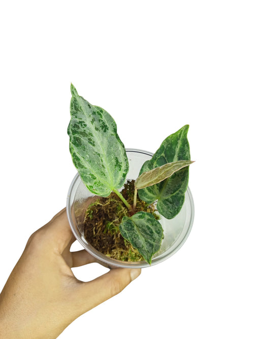 Anthurium "Silver Blush Mint" Mutated