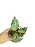 Anthurium "Silver Blush Mint" Mutated