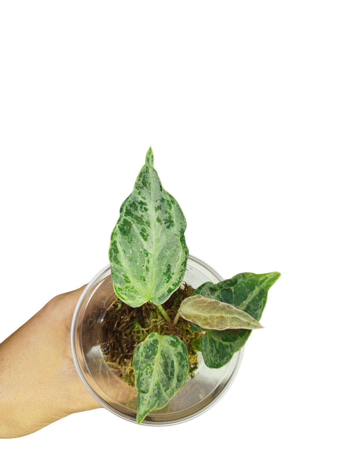Anthurium "Silver Blush Mint" Mutated