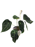 Anthurium Dark Forgetii