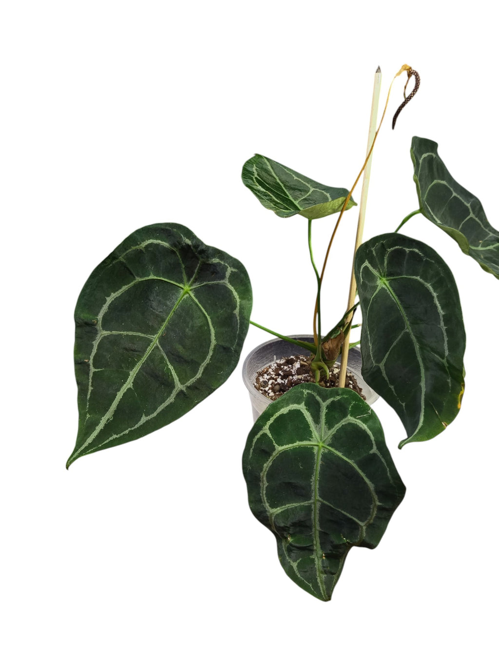Anthurium Dark Forgetii