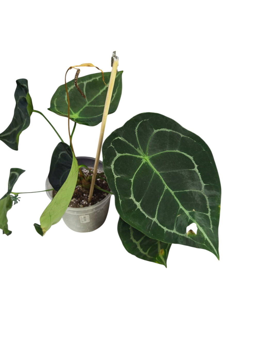 Anthurium Dark Forgetii