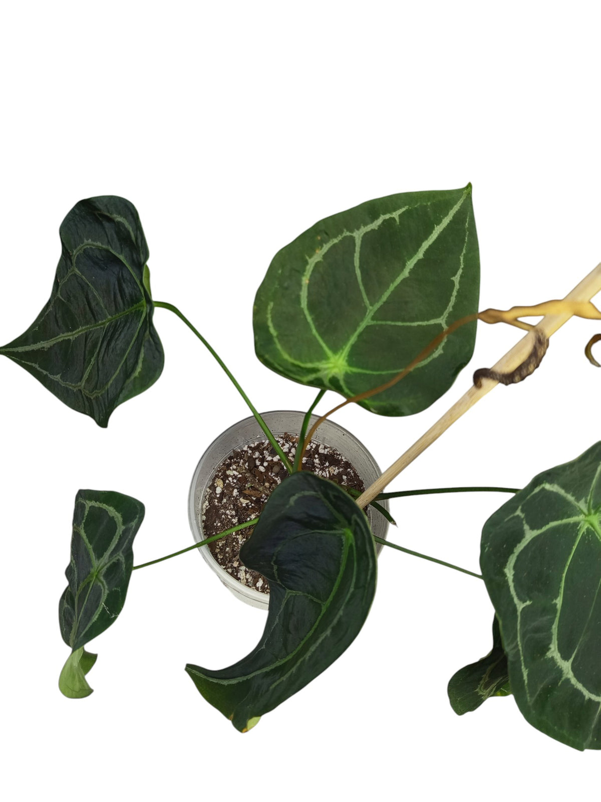 Anthurium Dark Forgetii