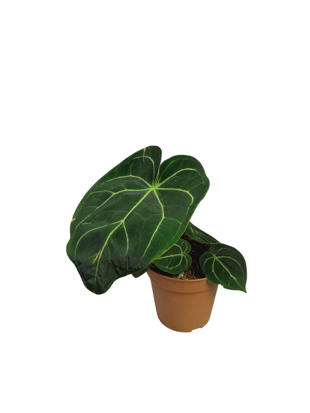 Anthurium Regale x Crystal
