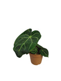 Anthurium Regale x Crystal