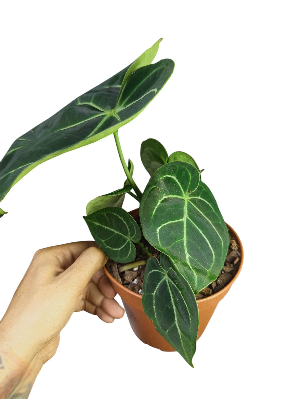 Anthurium Regale x Crystal