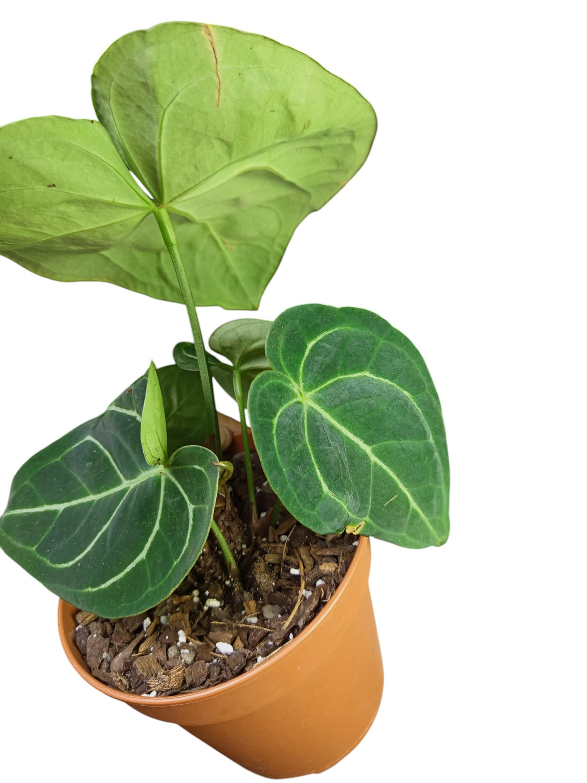 Anthurium Regale x Crystal