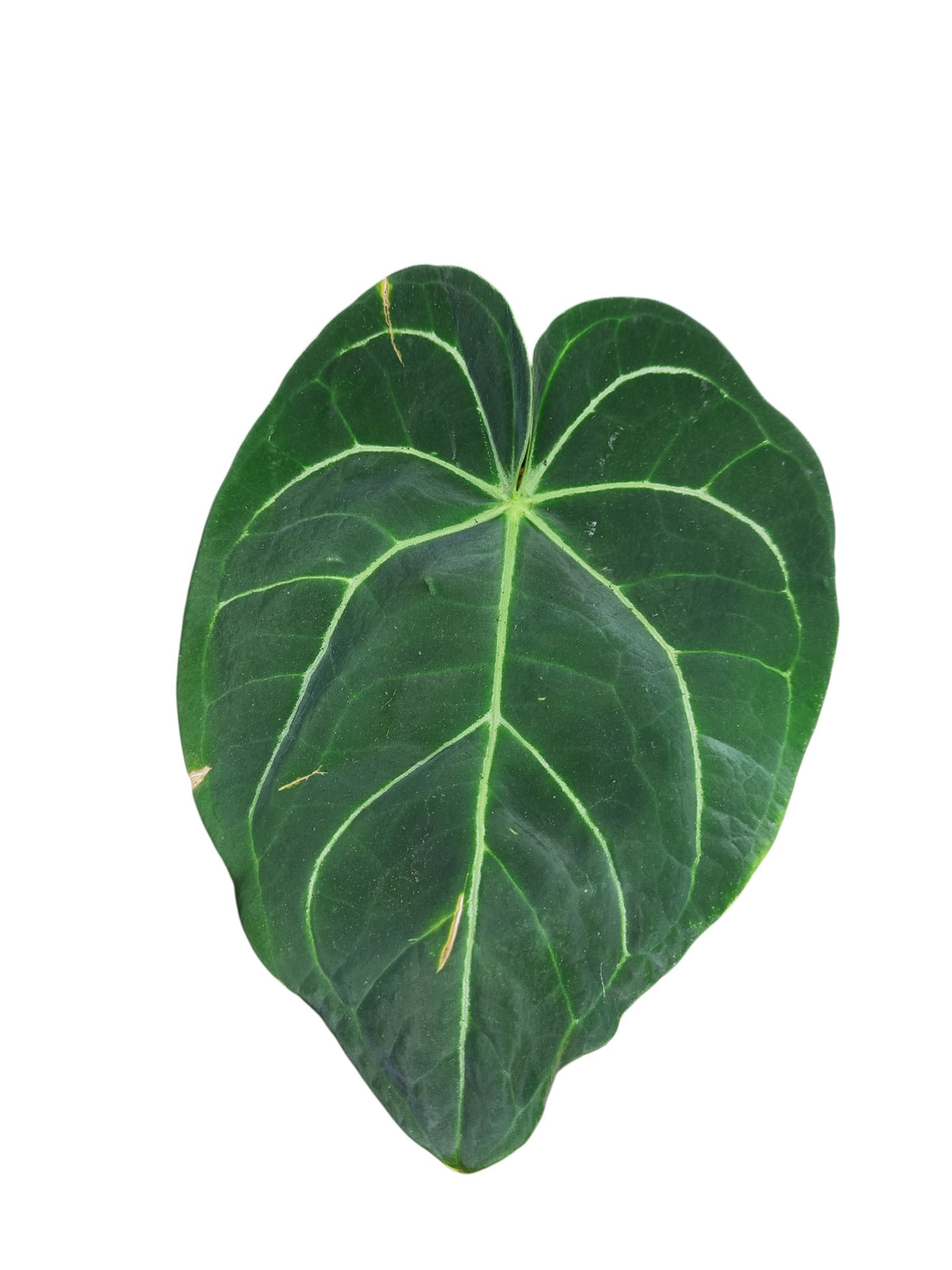 Anthurium Regale x Crystal