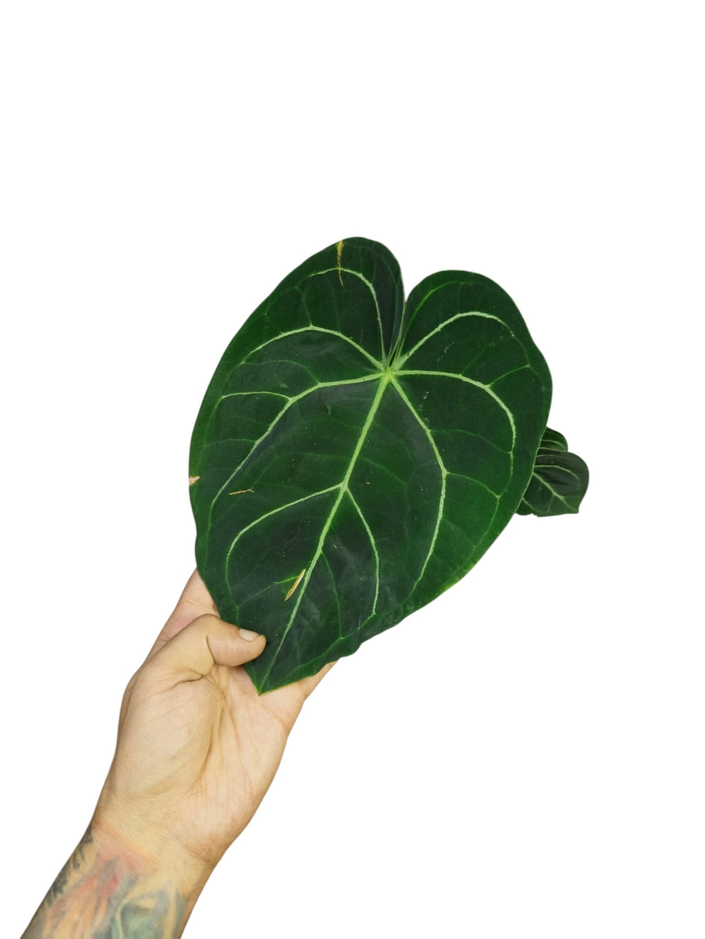 Anthurium Regale x Crystal