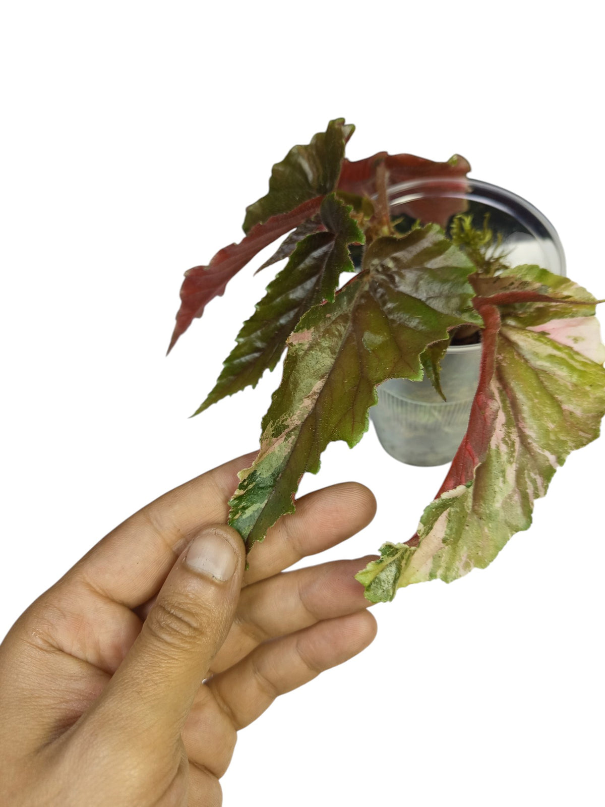 Begonia Ginny Galaxy Pink Variegated