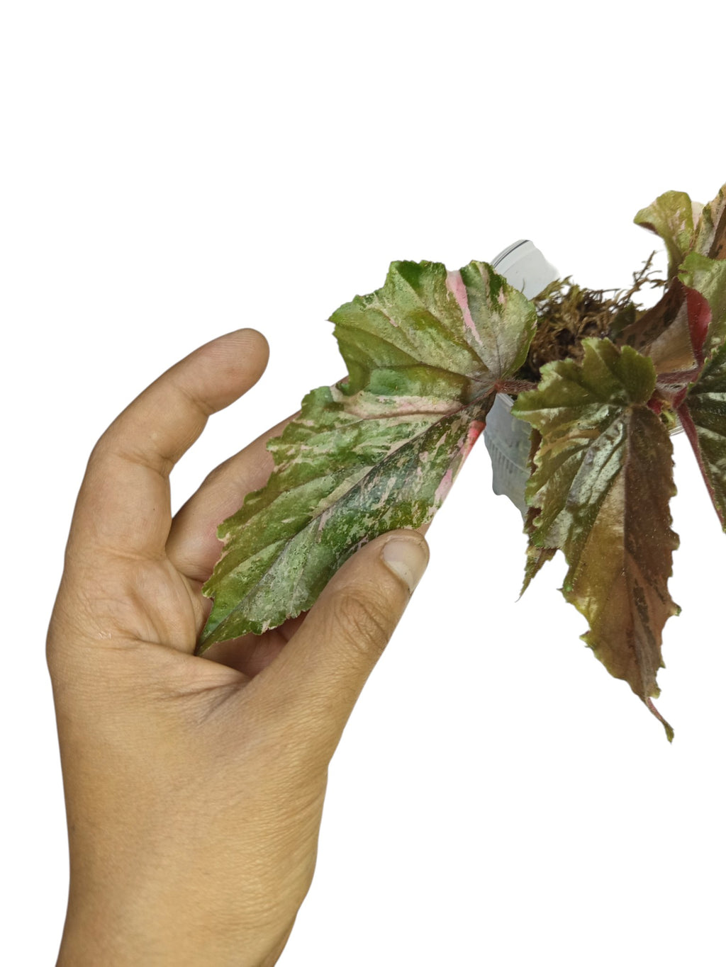 Begonia Ginny Galaxy Pink Variegated