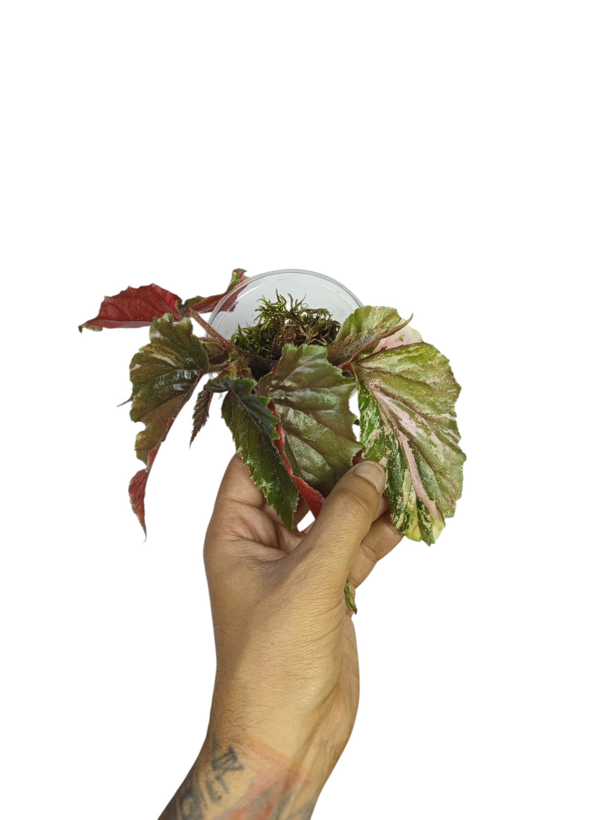 Begonia Ginny Galaxy Pink Variegated
