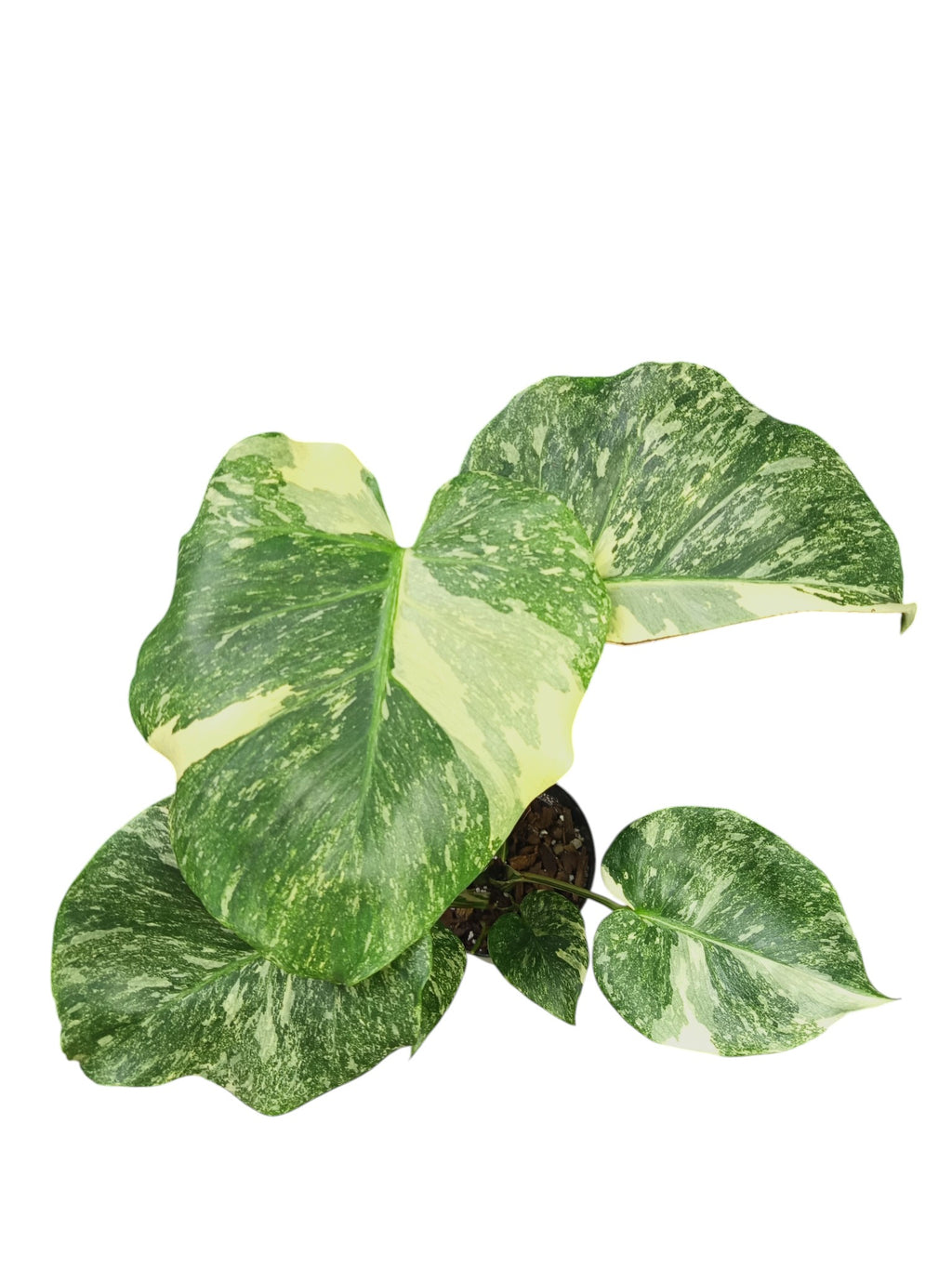 Monstera Double Platinum