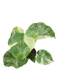 Monstera Double Platinum