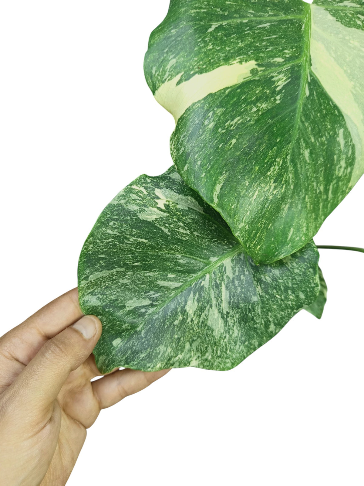 Monstera Double Platinum