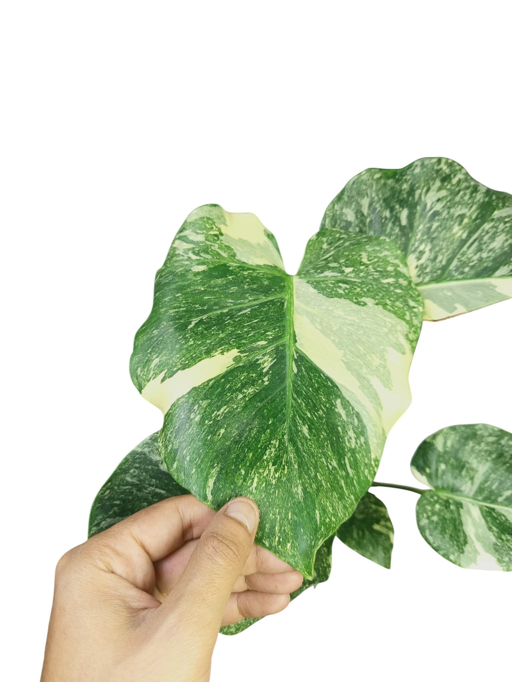 Monstera Double Platinum
