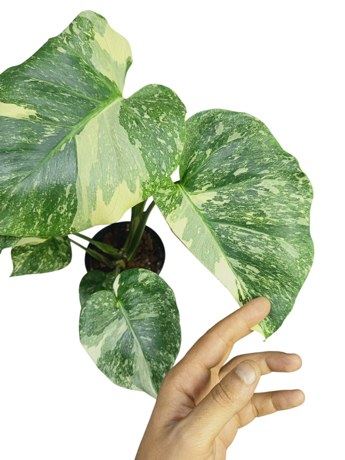Monstera Double Platinum
