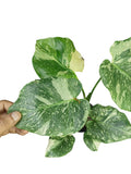 Monstera Double Platinum