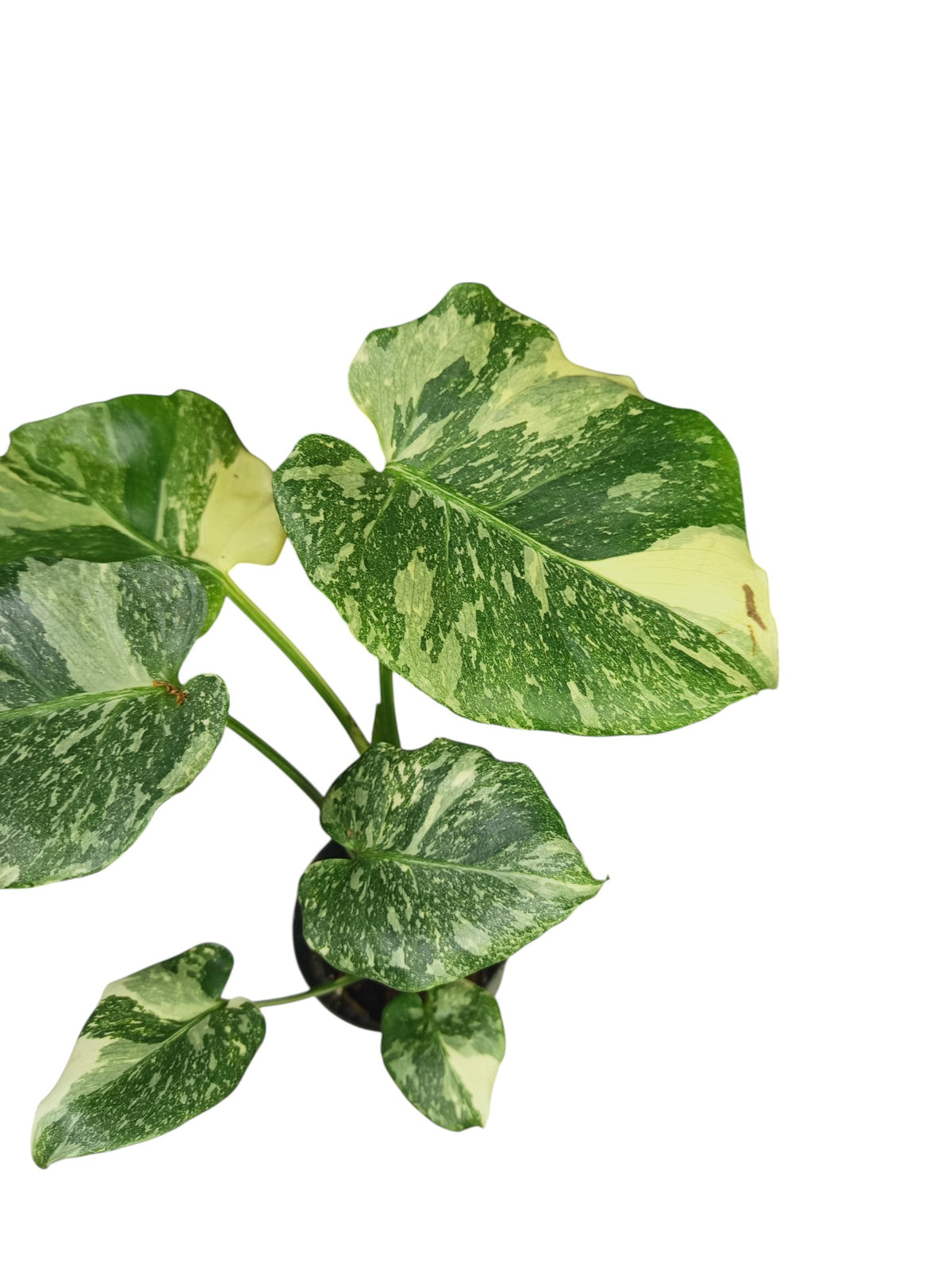 Monstera Double Platinum