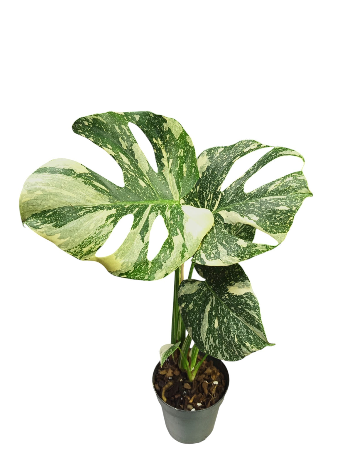 Monstera Platinum