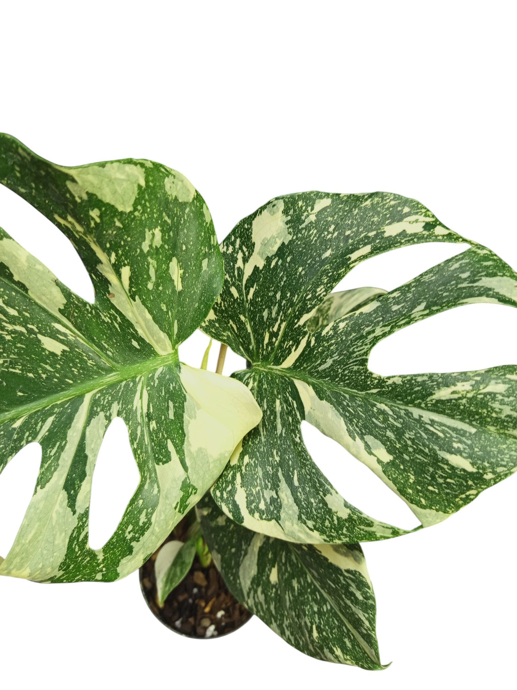 Monstera Platinum