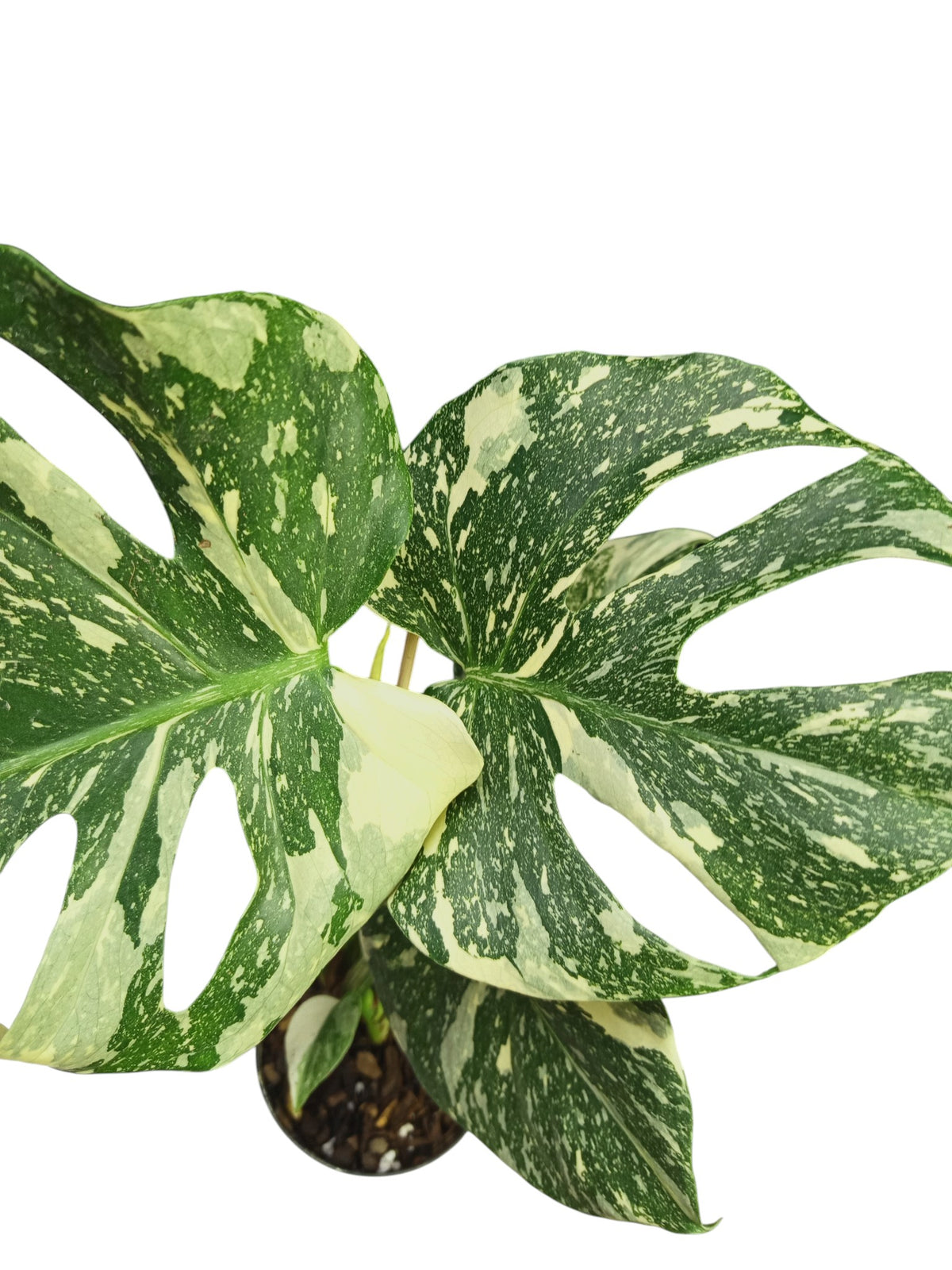 Monstera Platinum