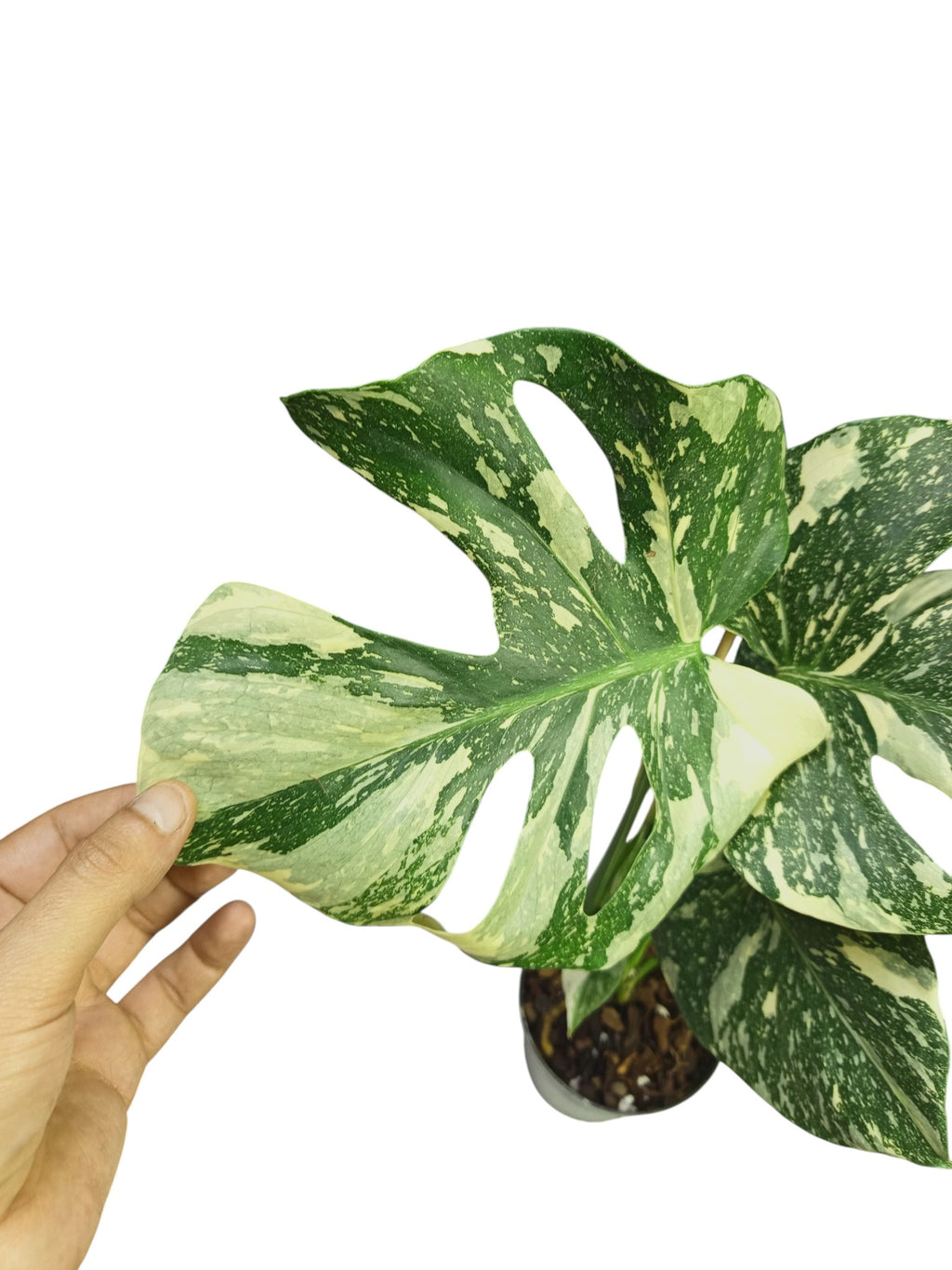 Monstera Platinum