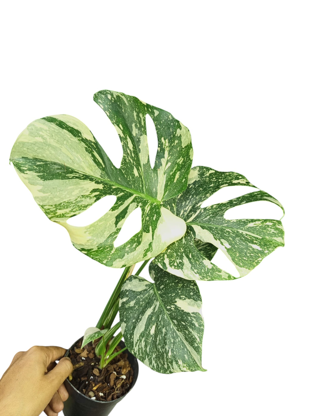 Monstera Platinum