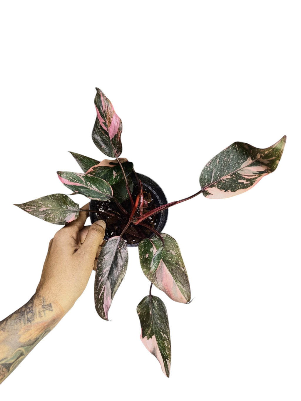 Philodendron Pink Princess Galaxy