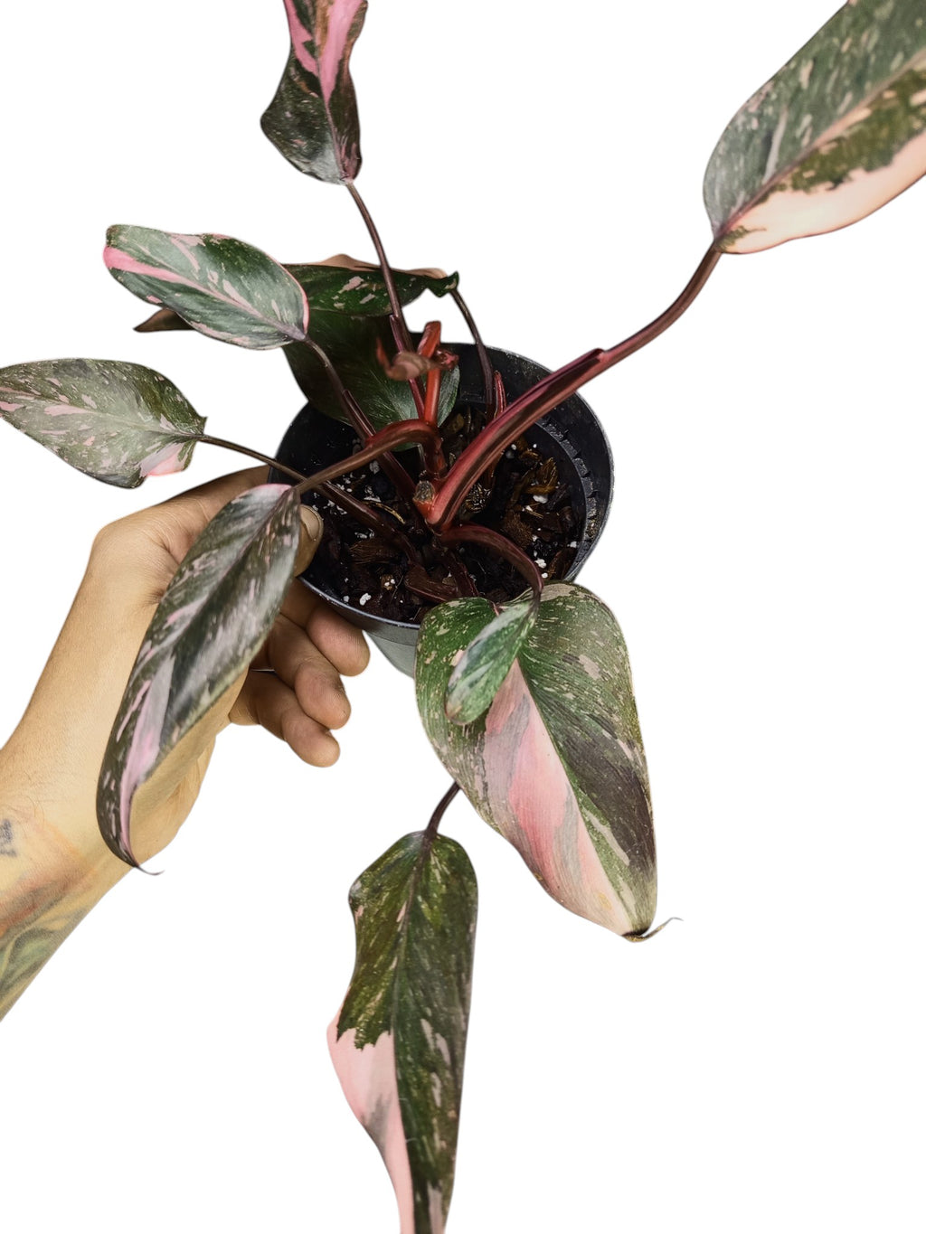 Philodendron Pink Princess Galaxy
