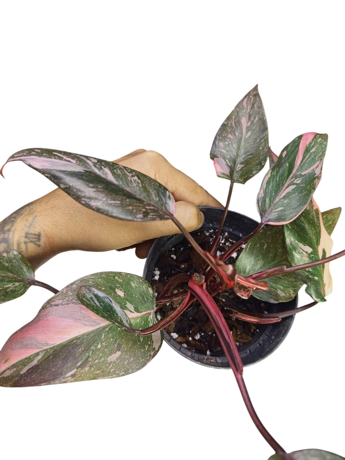 Philodendron Pink Princess Galaxy