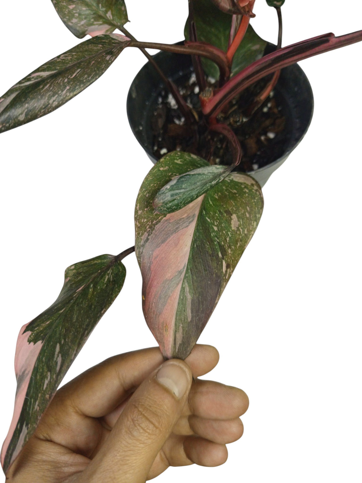 Philodendron Pink Princess Galaxy