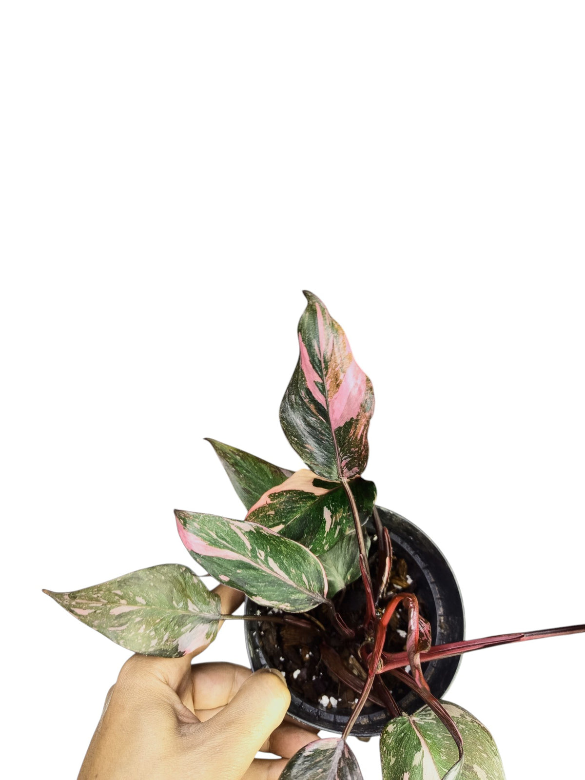 Philodendron Pink Princess Galaxy